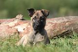 MALINOIS 984